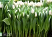 Tulipa Richarda ® (1)
